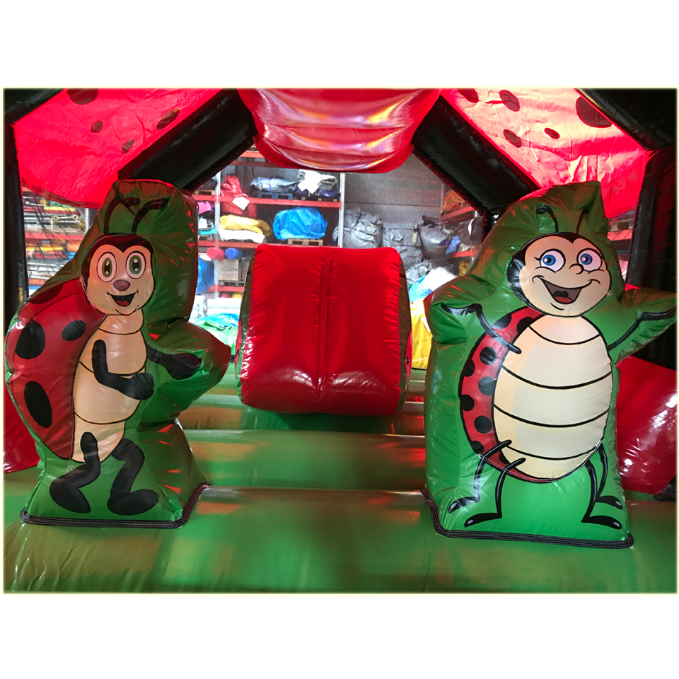 Insect Ladybug